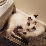 Profile Picture of Charlie/Chase (@ragdoll_buds) on Instagram