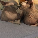 Profile Picture of Kiera And Kelly 💜 (@kiera_kelly_kats) on Instagram