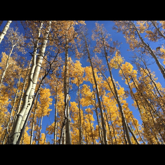 Profile Picture of Chambers Squier (@clsquier11) on Poshmark