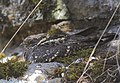 Profile Picture of Montane nightjaron Wikipedia
