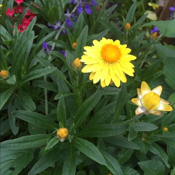 Alexis Lafontaine - Poshmark Profile Picture of Alexis Lafontaine (@alexis___01) on Poshmark