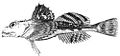 Profile Picture of Sculpinon Wikipedia