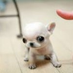 Profile Picture of Pedro Bauzá Mascaró (@peterboussa) on Instagram