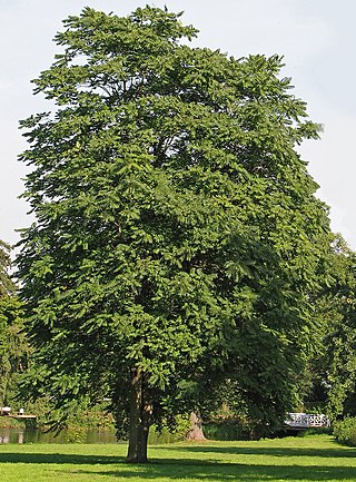 Profile Picture of Ailanthus altissimaon Wikipedia