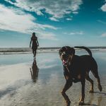 Profile Picture of Randolph Piper (@randolphtherottie) on Instagram