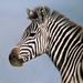 Profile Picture of Richard Jones (@luopan) on Pinterest