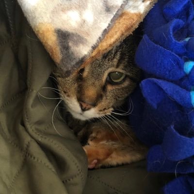 Profile Picture of James Perry Toyama (@JamesToyama) on Twitter