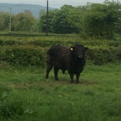 Ray Mc Redmond - Twitter Profile Picture of Ray Mc Redmond (@raymcredmond1) on Twitter