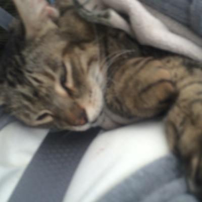 Profile Picture of Why_so_Serious (@BravestCat) on Twitter