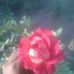 Profile Picture of Gardenia Jimenez (@gardenia.jimenez.3979) on Facebook