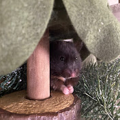 Profile Picture of Julie Hartman Haiar (@juliehartmanhaiar5450) on Youtube