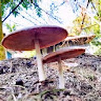 Profile Picture of Sho Urove (@sho-urove) on Quora