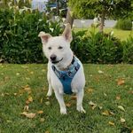 Profile Picture of Rene Chen Thompson (@renedpt) on Instagram