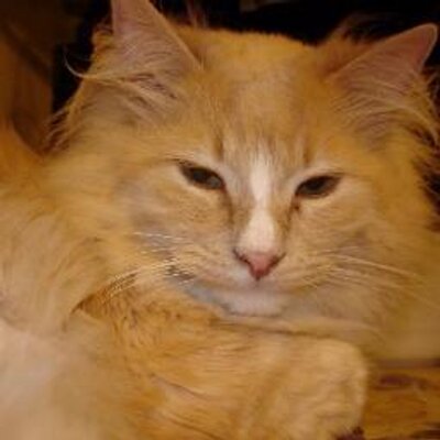 Profile Picture of Bob Novell (@BobNovell) on Twitter