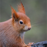 Profile Picture of Mike Young (@mikeyoung arps) on Flickr