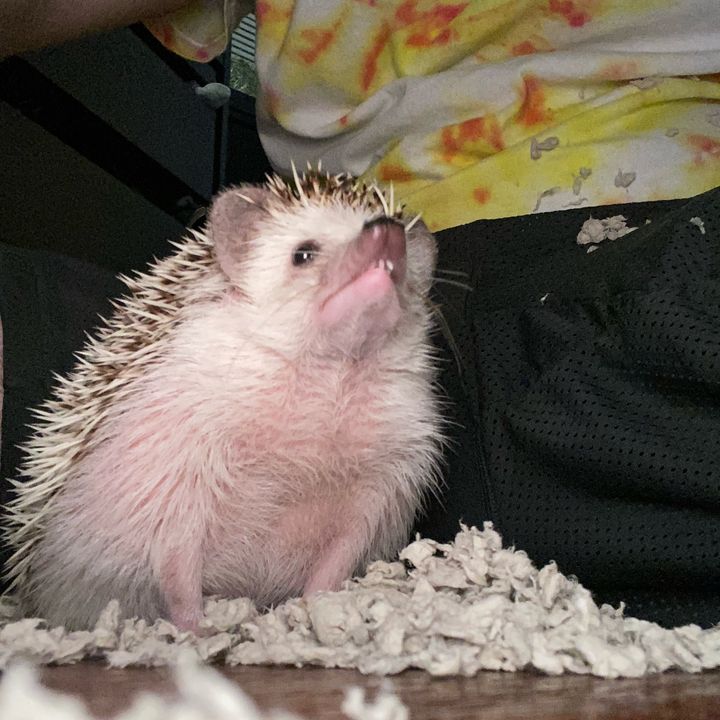 Profile Picture of paul (@paulsterminer7) on Tiktok