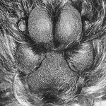 Profile Picture of Jo McPhail (@justmojo9) on Instagram