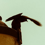 Profile Picture of Steven Whitley (@swhitley181) on Flickr