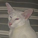 Profile Picture of Yuxinhiew 可可丘 (@coco_hiew) on Instagram