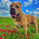 Profile Picture of Dargo the american bully (@dargo_the_bully) on Instagram