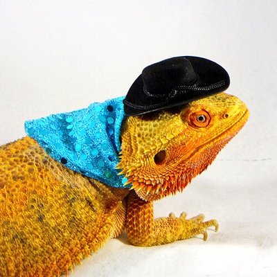 Profile Picture of Elizabeth Phelan (@1izardbreath) on Twitter