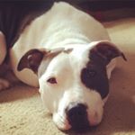 🐎Austin Huffman🐎 - Instagram Profile Picture of 🐎Austin Huffman🐎 (@austin_layne94) on Instagram