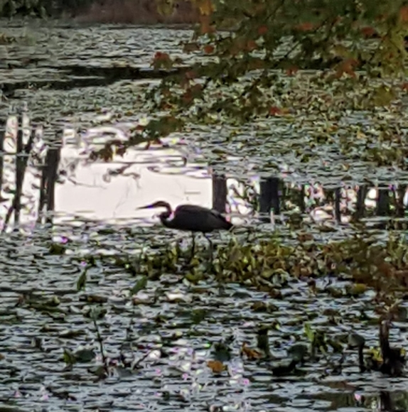 Profile Picture of Denise Torti (@dtorti99) on Poshmark