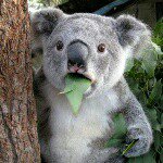 Profile Picture of dream high (@hutson.toby) on Instagram