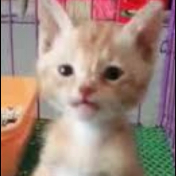 Profile Picture of Andres Manzo (@andresmanzo120) on Poshmark