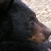 Profile Picture of Arlene Goldstein (@agoldstein0202) on Pinterest