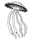 Profile Picture of Stygiomedusaon Wikipedia