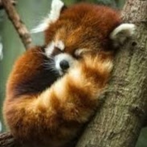 Profile Picture of Allison Hunter (@soccerchampion) on Poshmark