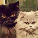 Profile Picture of Nettie (@Monkey_and_Winnie) on Pinterest
