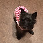 Profile Picture of Baxter Tiddles Ellis (@baxtertiddlesellis) on Instagram