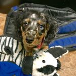 Profile Picture of Ruby Ortega (@rubytheatxweenie) on Instagram