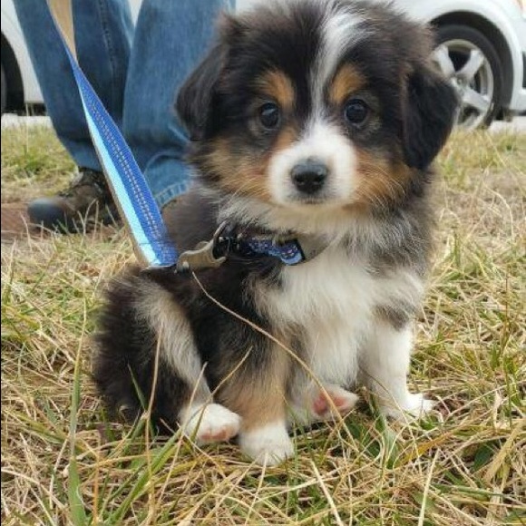 Profile Picture of Karley Dartouzos (@karleydarto5) on Poshmark