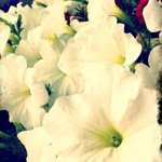 Profile Picture of Samantha Marie Keller (@lunaadellewolf) on Instagram