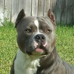 Profile Picture of LeoThePitbull (@leo.adair) on Instagram
