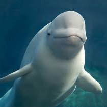 A Dolphin - Twitter Profile Picture of A Dolphin (@SeanMorrison17) on Twitter