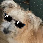 Profile Picture of Bruce Gould (@banana_bruce19605) on Instagram