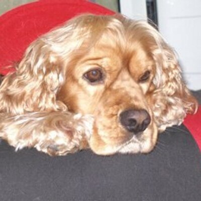 Profile Picture of Henry Dobson (@gunkarthenry) on Twitter