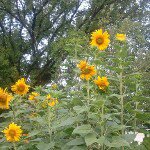 Profile Picture of Ginger Evans (@gingerevans) on Instagram