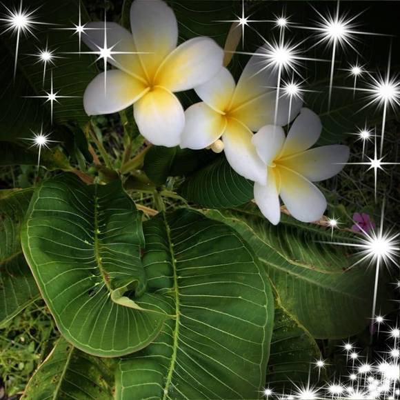 Profile Picture of Elizabeth Peplowski (@lisapep65) on Poshmark