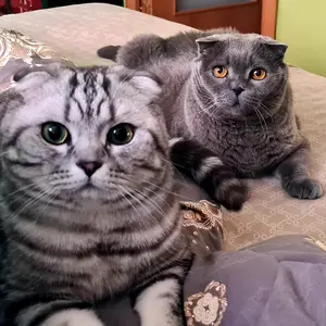 Profile Picture of Lui_Marselle (@lui_marselle) on Tiktok