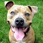 Profile Picture of Kim Walsh (@AnimalArkShelter) on Youtube