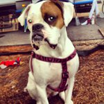 Profile Picture of Matthew Parkes (@roserazuessence) on Instagram