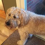 Profile Picture of Scott Sibley (@sibleyscott) on Instagram