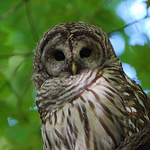 Sasha Torman - Flickr Profile Picture of Sasha Torman (@mtl owls) on Flickr