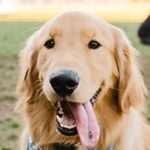 Profile Picture of Bennett The Golden 🧡 (@bennetts.adventures) on Instagram