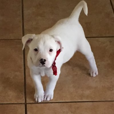 Profile Picture of Kris (@PolkKris) on Twitter